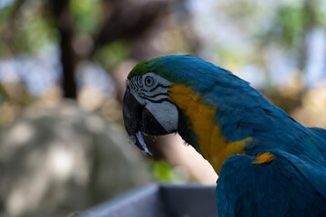 yellow and blue macaw