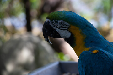 yellow and blue macaw from side view