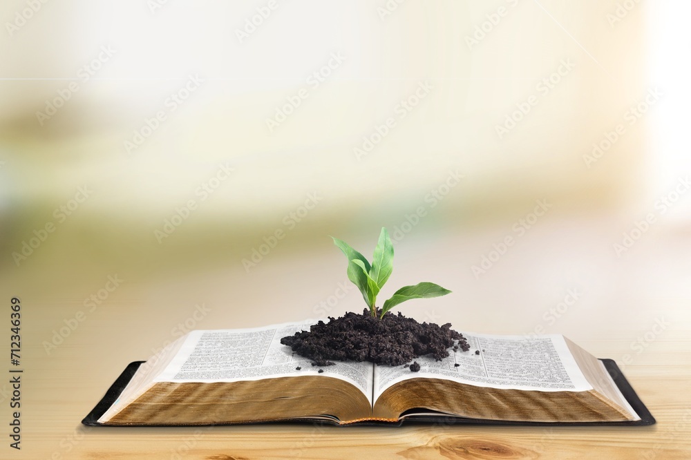 Wall mural green seed growing in soil on open bible book - Wall murals