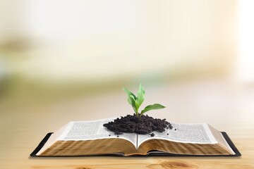 Green seed growing in soil on open Bible Book