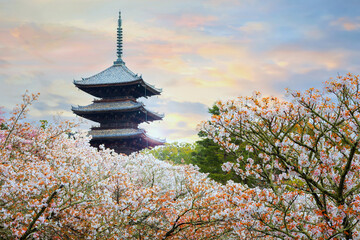 Ninna-ji Temple in Kyoto, Japan during beautiful full bloom cherry blossom season