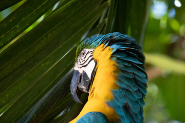 yellow and blue macaw