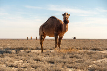 Wild camel in Karakum desert