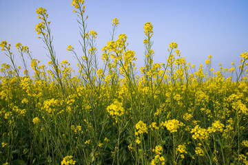 Outdoor yellow Rapeseed Flowers Field Countryside of Bangladesh