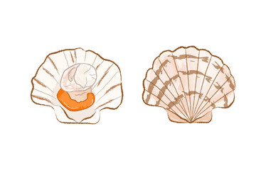 Raw fresh scallops with shell