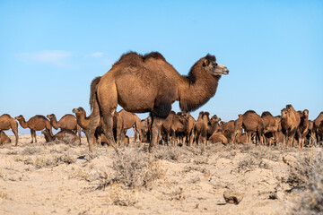 Camels walk through dry desert against the blue sky.