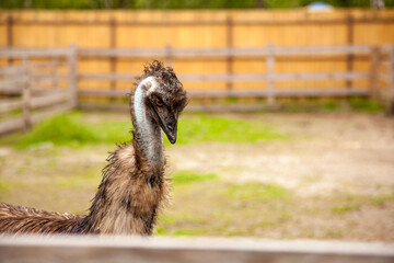 Close up view of cute ostrich emu. Australian ostrich emu walk in the paddock. Emu is second largest living bird on the planet. .