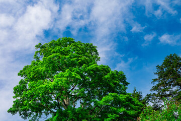 A Majestic Oak Stands Tall Against the Sky in Georgian Bay Township