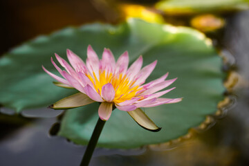 blooming lotus flower in fish tank. pink water lily