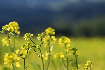 Weißer Senf in voller Blüte