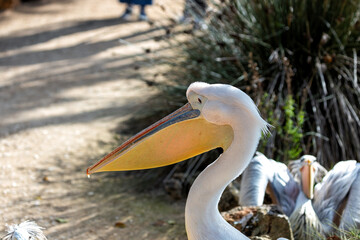 Africa's Soaring Majesty - Great White Pelican (Pelecanus onocrotalus)