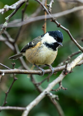 Dublin's Tiny Virtuoso - Coal Tit (Periparus ater) in Irish Woodlands