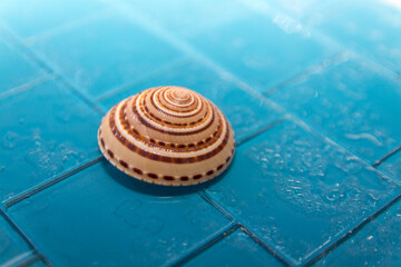 Fototapeta na wymiar Round spiral shell on blue tile background