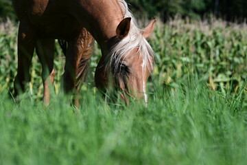 Sommer auf der Pferdeweide. Schönes Pferd beim Grasen von Insekten belästigt