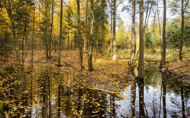 Rzeka płynąca przez las jesienią