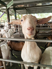 Cute goats on the farm in Yilan