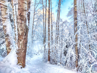 Beautiful forest and park with birch trees covered with snow on a winter day with blue sky. Natural landscape in cold nice weather