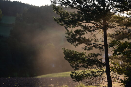 Kiefern im Morgenlicht