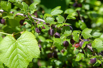 Fototapeta na wymiar Ripe gooseberries in the garden on the bush. .