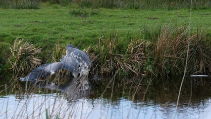 The great blue heron (Ardea herodias) catches fish