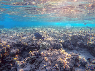 Surgeon fish or sohal tang fish (Acanthurus sohal) at the Red Sea coral reef..