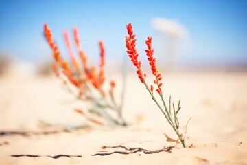 ocotillo plant with long stems and red flowers in desert - obrazy, fototapety, plakaty