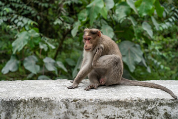 monkey habitat