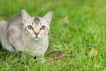 Portrait einer Burma Katze in der Wiese