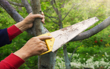Man's hands sawing a tree