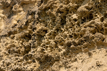 bottom of the ancient sea, shells of fossil oysters, sea urchins and sponges in the form of a natural pattern, texture, weathered limestone background