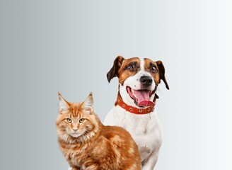 Happy panting dog and cat posing together