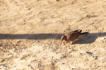 The brown dove bird lives on the Sinai Peninsula in the rocky desert.