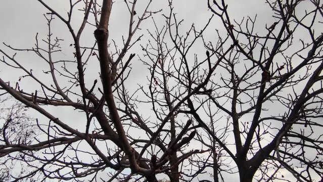 Bare tree without leaves in winter