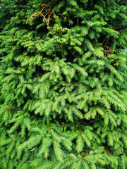Winter beautiful green fir tree branches background. Spruce with needles. Closeup. Christmas wallpaper concept with copy space