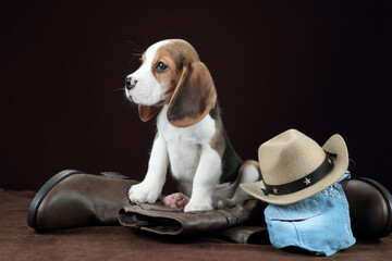 Cute beagle puppy with cowboy hat and boots