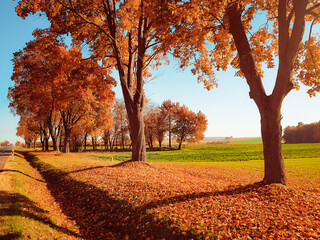 Autumn countryside scenery: orange trees along rural road and green fields in the background. Few...