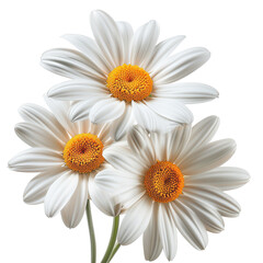 A close-up image capturing the delicate beauty of three white daisies with vibrant yellow centers, isolated against a pure white backdrop.