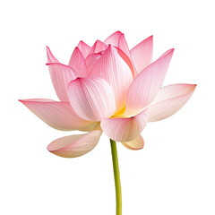 pink lotus water lily flower isolated on transparent background