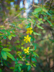 yellow flowers in the garden
