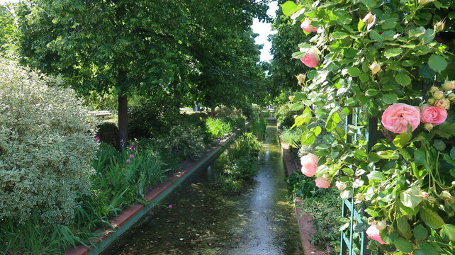 Bassin bord&eacute; d&rsquo;arbres et de plantes, avec un rosier aux fleurs roses, au printemps, sur la Coul&eacute;e verte Ren&eacute; Dumont, jardin suspendu dans la ville de Paris (France)