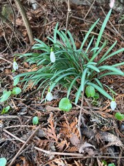 white snowdrops in the forest