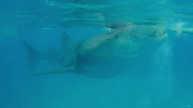 Taken at Oslob, Cebu, Philippines, Whale shark feeding on Plankton
