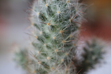 kaktus Mammillaria  - obrazy, fototapety, plakaty