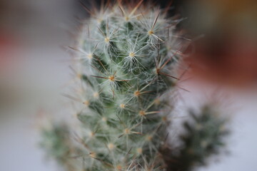 kaktus Mammillaria  - obrazy, fototapety, plakaty