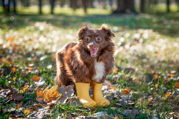mongrel dark-red dog in bright yellow rubber boots in an autumn park on a sunny day