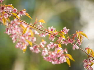 Winter cherry blossoms in full bloom