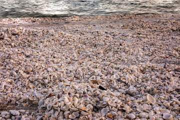 Beach full of differeent shells on a beach in Florida