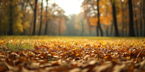 Autumnal nature with colorful trees and fallen leaves in forest park seasonal fall creating beauty in landscape bright maple leaf on ground sunny day outdoors flora and environment closeup view