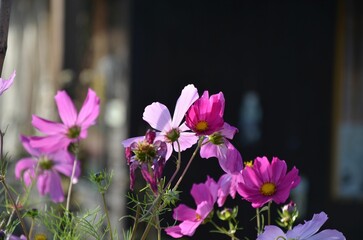 Cosmea