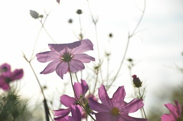 Cosmea im Gegenlicht